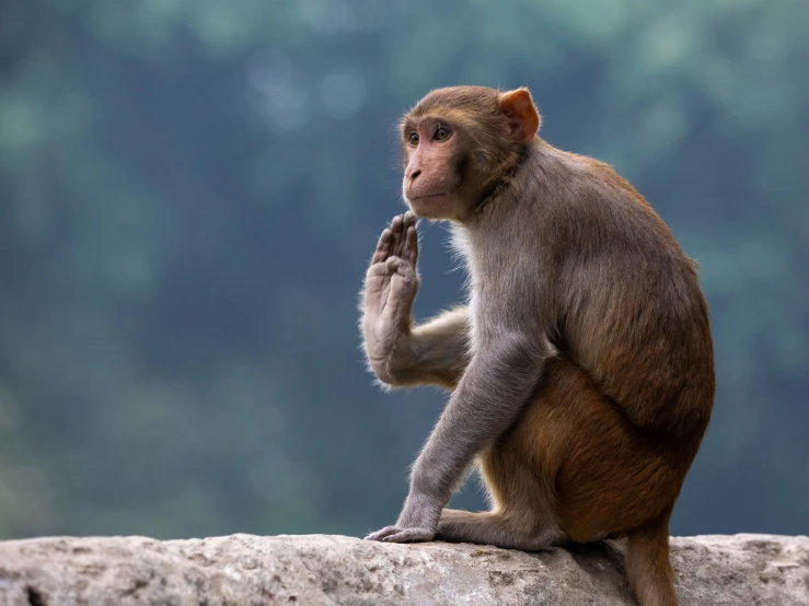 monkey sitting down while looking at the camera