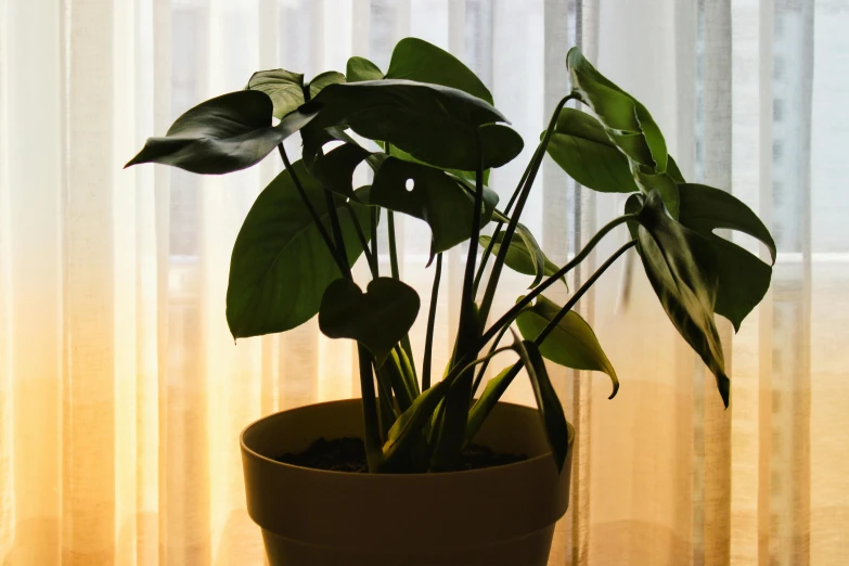 plant in pot on table next to window with blinds