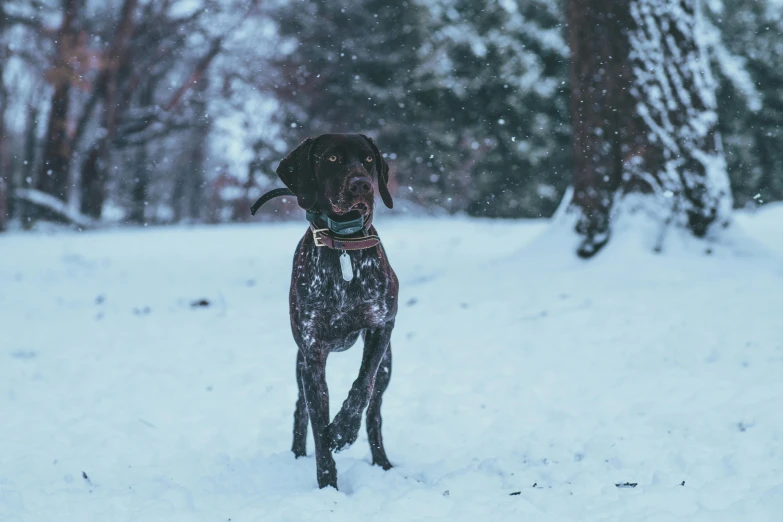 a dog walking in the snow in front of some trees