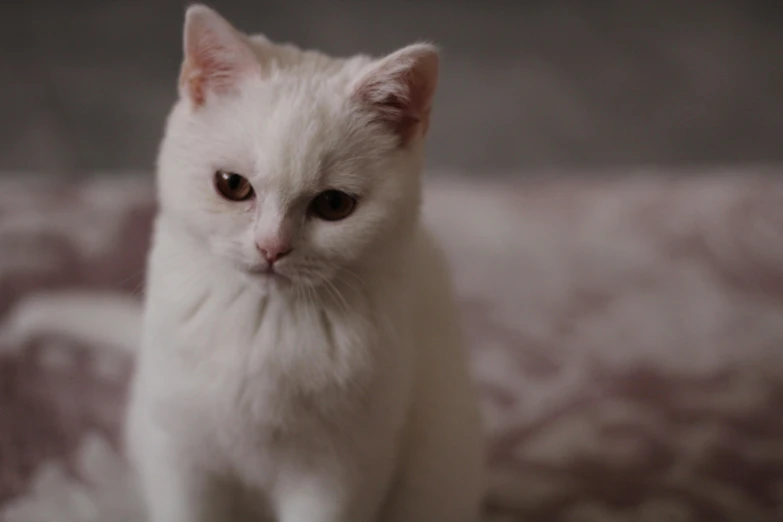 small white kitten sitting on top of a bed