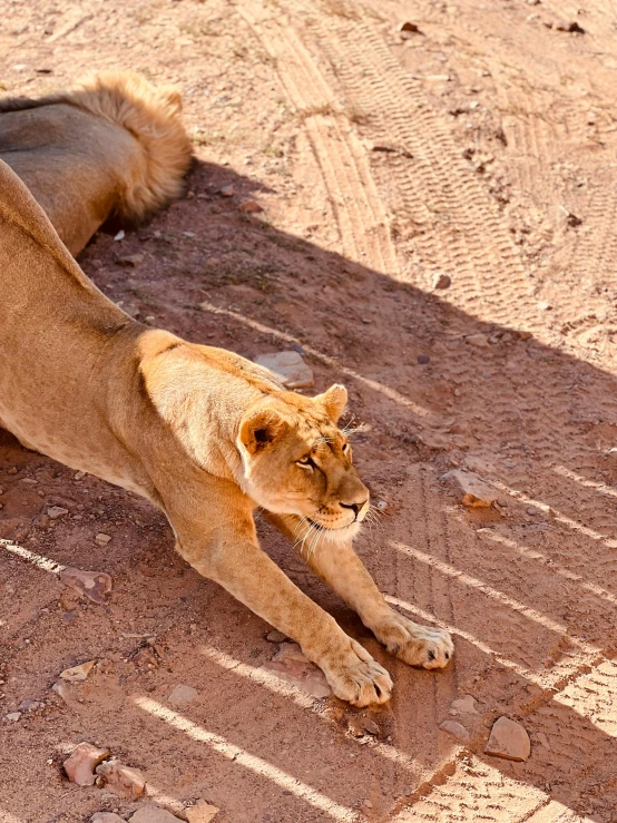 two lions laying next to each other in a desert