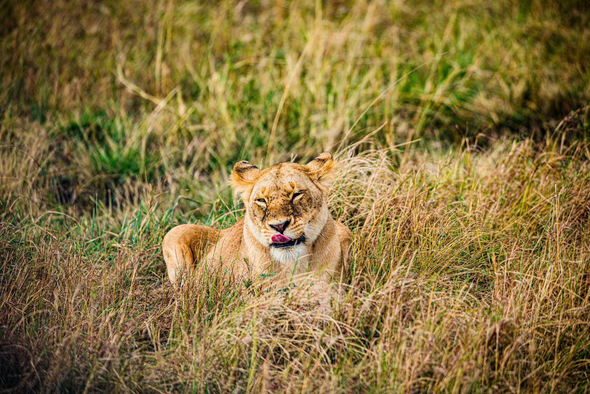 a lion cub walks through tall grass in a natural setting