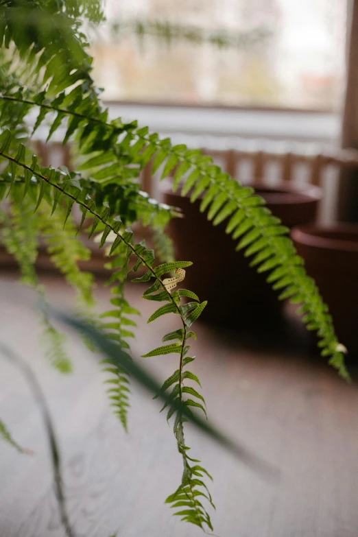 the green leaves of a plant are near a window