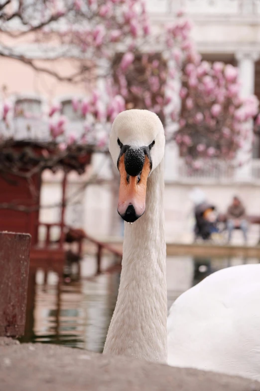 the duck is standing in the water by itself