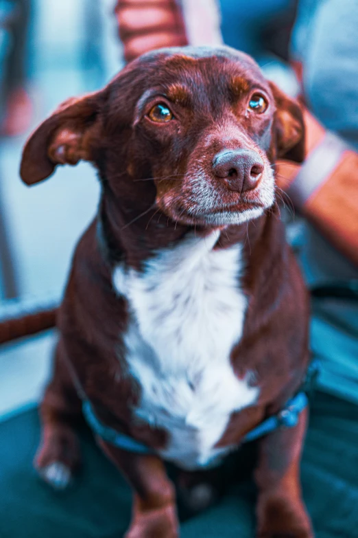 a brown dog with white spots sitting on the floor