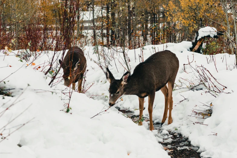 a couple of animals are standing in the snow