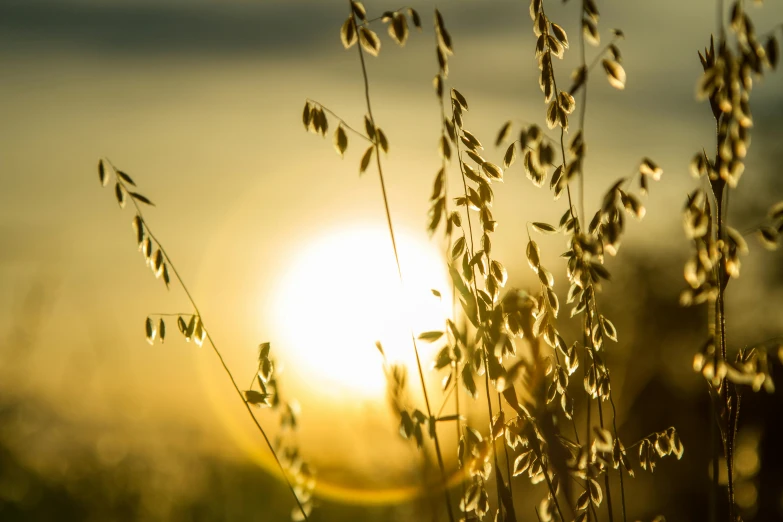 this is the setting sun in a grassy field