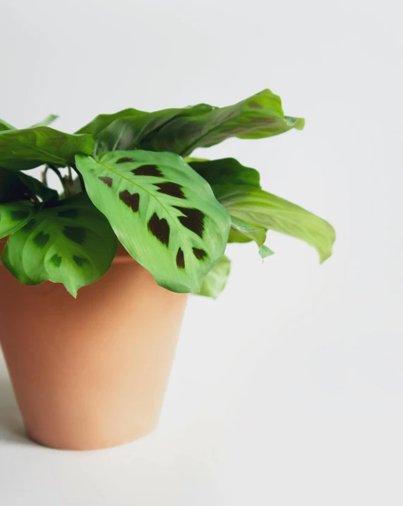 a green leafy plant in a pot