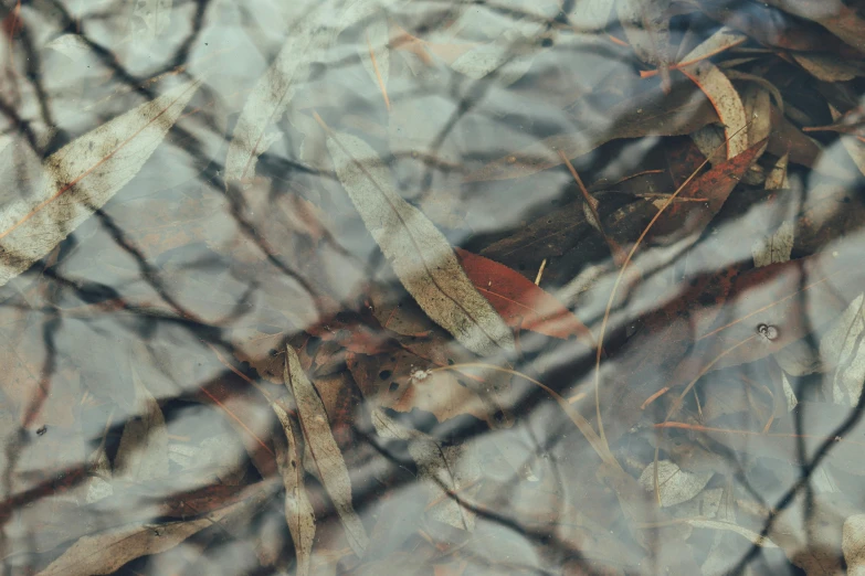 an artistic view of leaves reflected in water