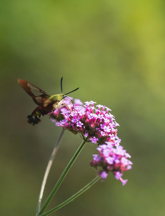 a humming bird sitting on top of a purple flower