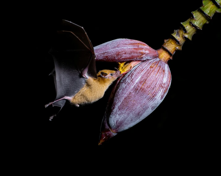 a small brown bat hanging upside down from a plant