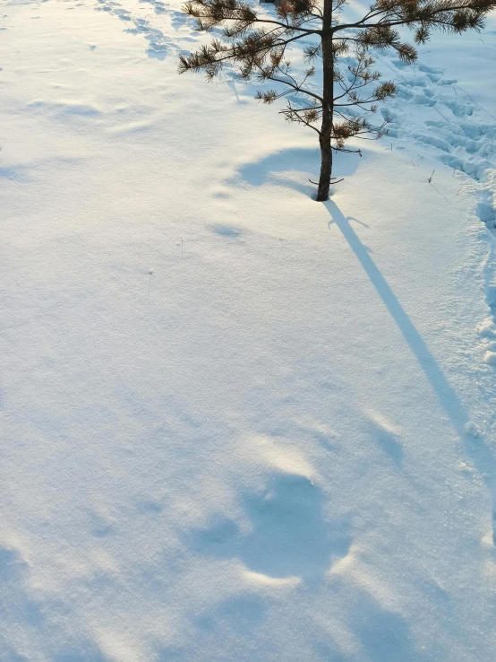 a tree in the middle of a snowy field