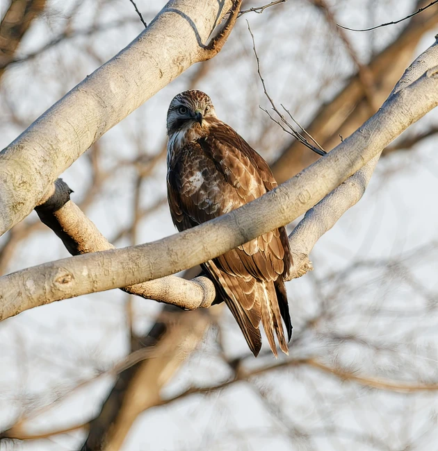 a hawk perched on the nch of a tree