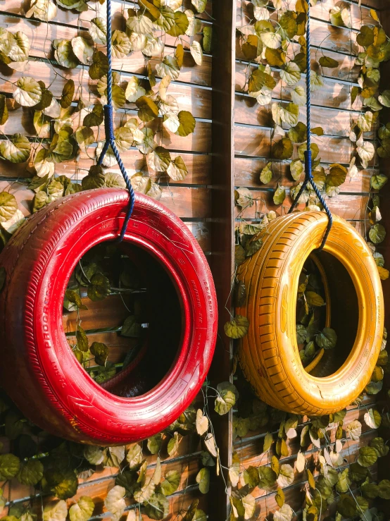 there are two tire swings that hanging from the tree