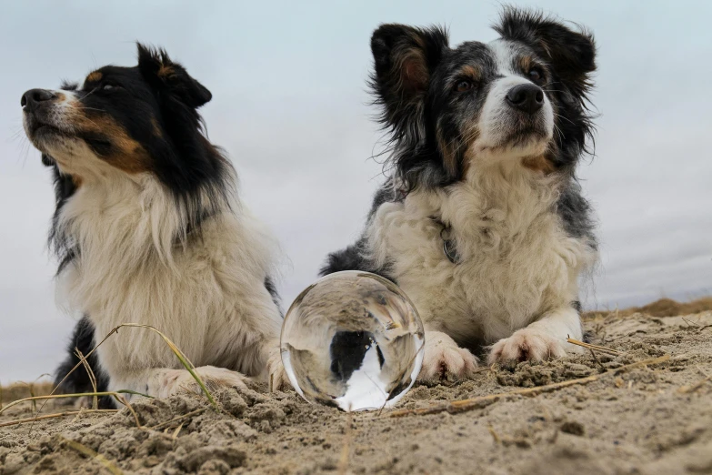 two dogs laying down together with the reflection of the object in their eyes