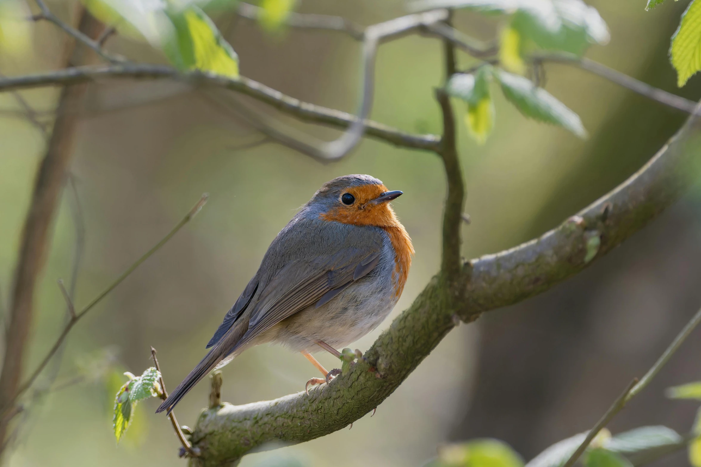 a bird perched on top of a nch