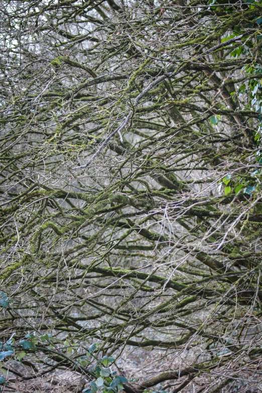 this image depicts the bark on trees that are spreading over