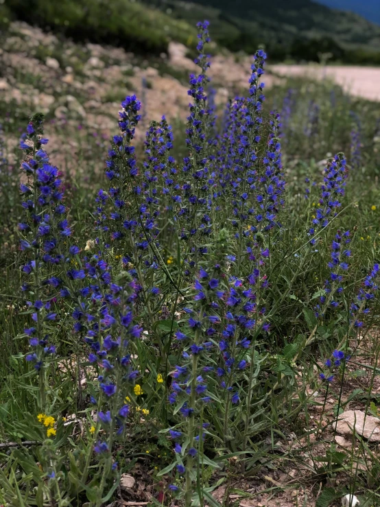 a flower field is full of purple and yellow wildflowers