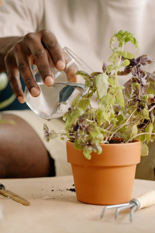 a person pouring water over a potted plant