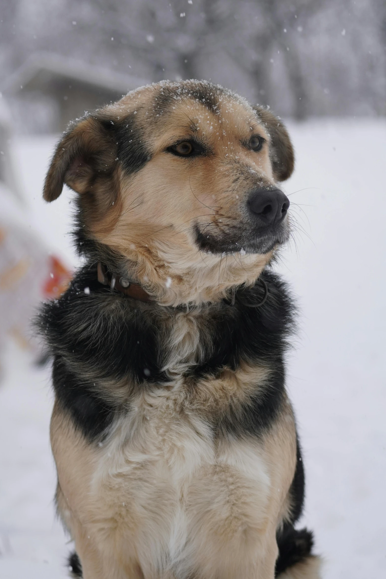 a very cute small dog sitting in the snow