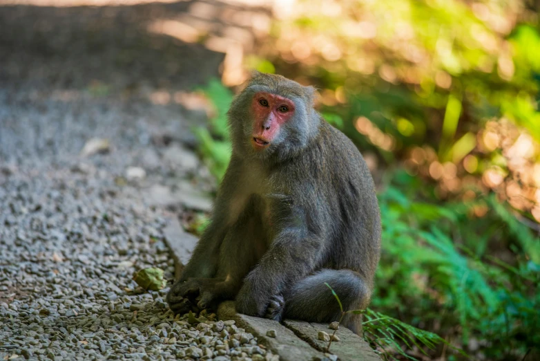 a monkey sitting on the ground eating soing