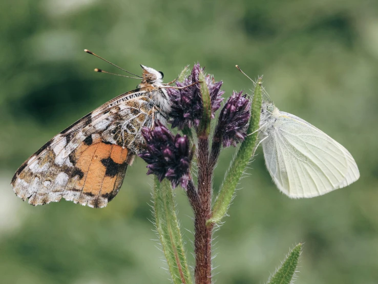 a white erfly sitting on top of a purple flower