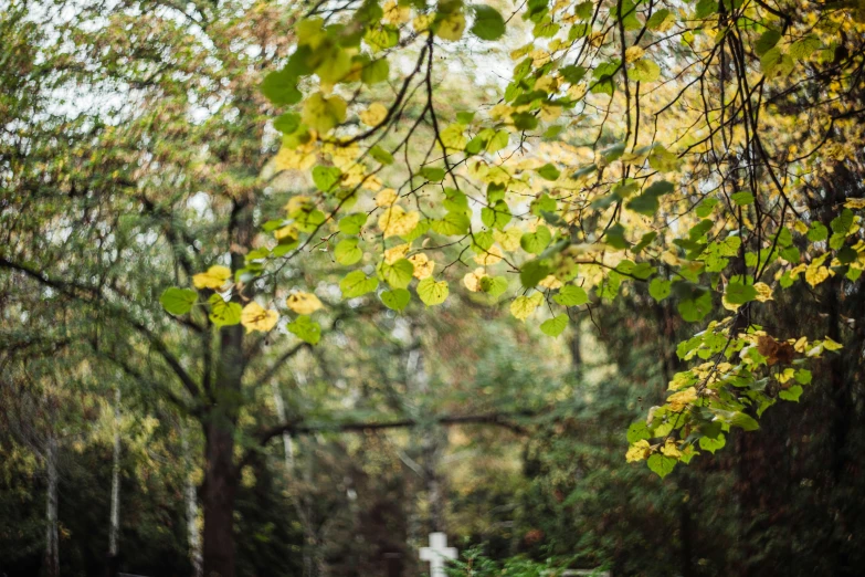 a couple of people walking down a lush green road