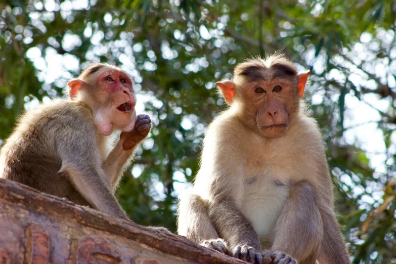 two monkeys sitting on a brick ledge one is staring ahead