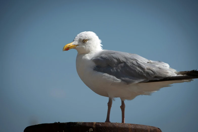 sea gull perched atop a rock with the sky in the background