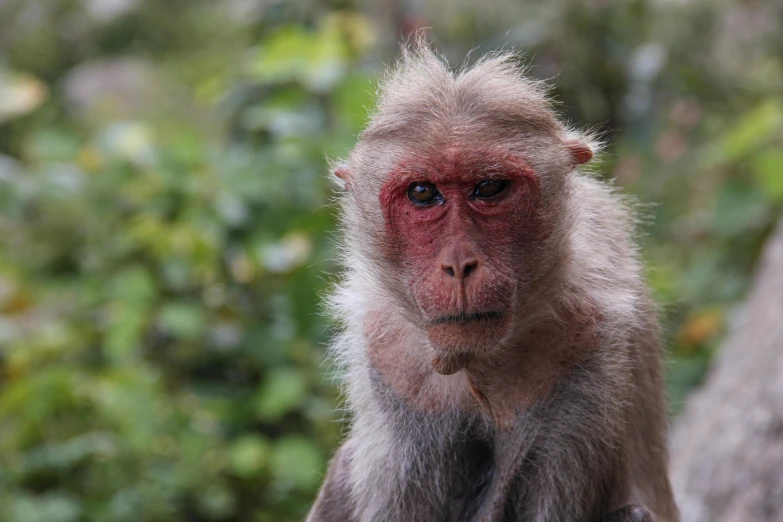 this is a brown monkey with red markings on its face