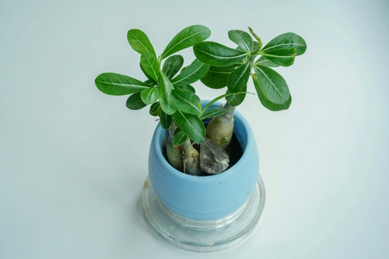 green leafy plants are in a blue vase