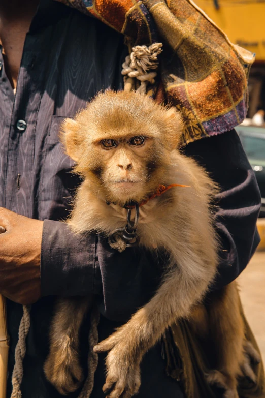 a man in a denim jacket holding onto an animal