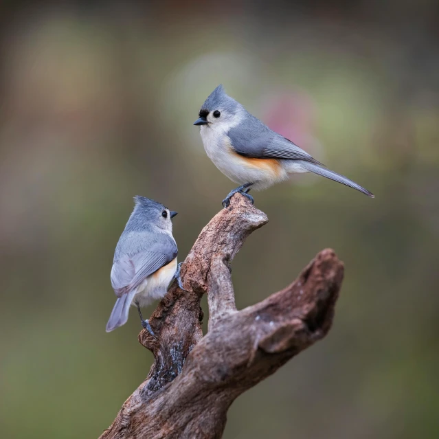 two little birds perched on top of a tree nch