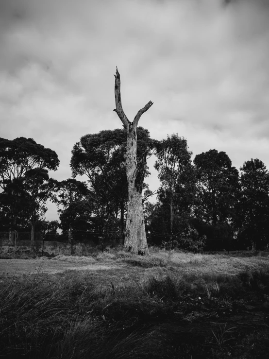 a black and white po of a tree