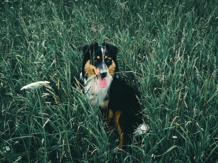 a dog sits in tall grass near a bird