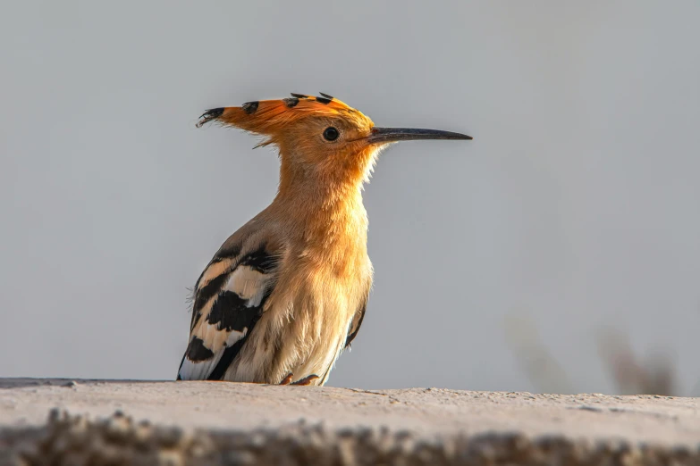 there is a bird that has long beaks on it