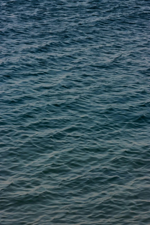 a bird on the ocean is resting in the calm water