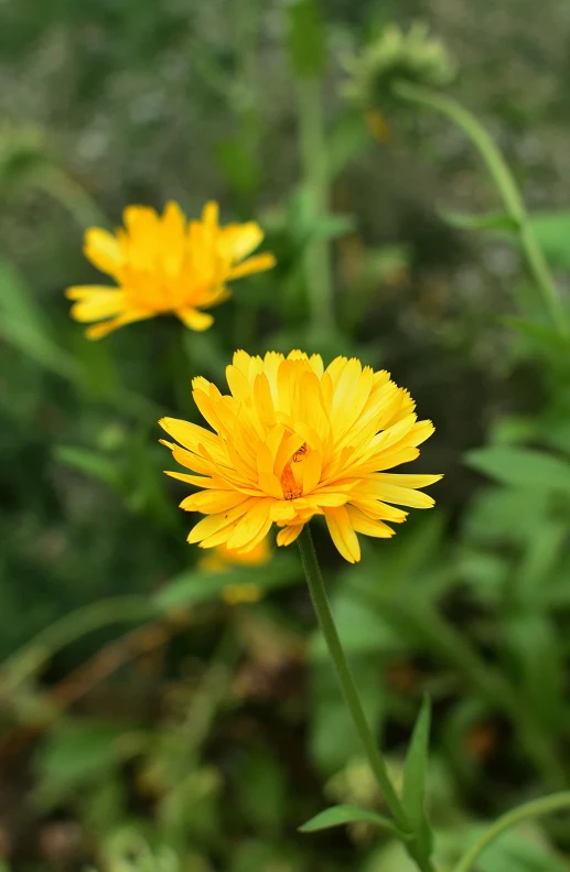 there is a bright yellow flower blooming on the tree