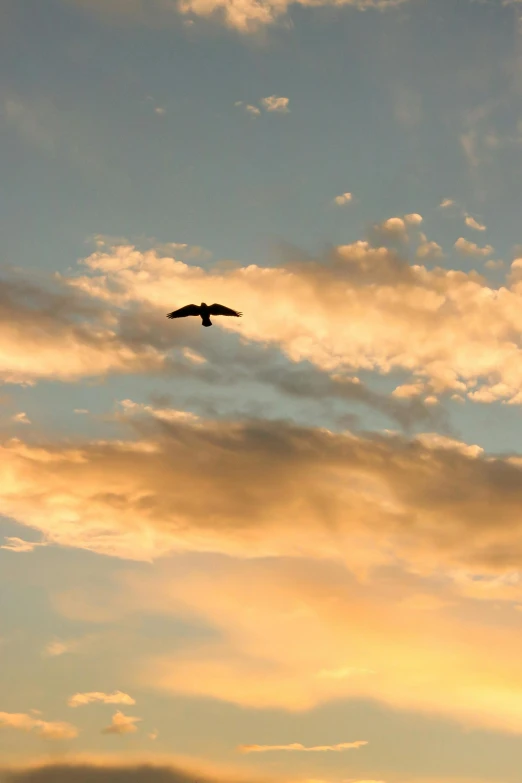 the bird is flying against a backdrop of cloudy sky