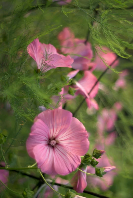 some pink flowers with some green foliage