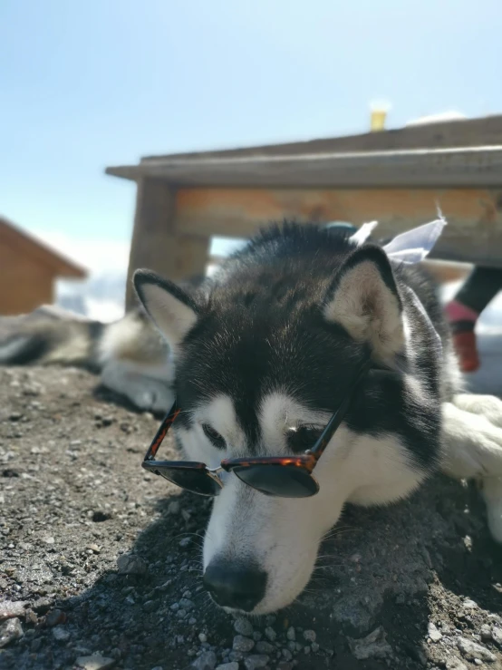 husky lying on ground wearing sunglasses and headphones