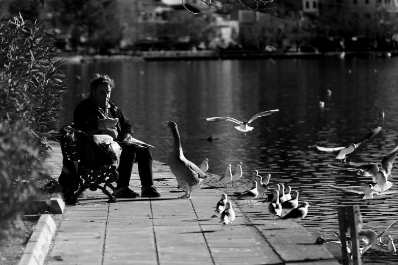 the woman sits near the pond where birds and seagulls graze