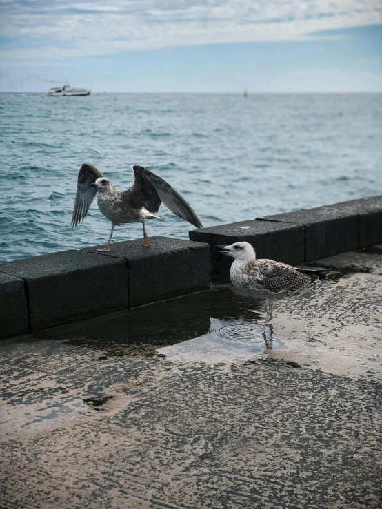 two seagulls, one in the foreground, one in the background on a beach