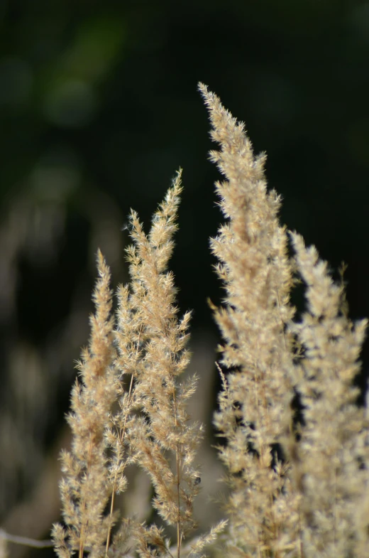 closeup of some very tall flowers in the grass