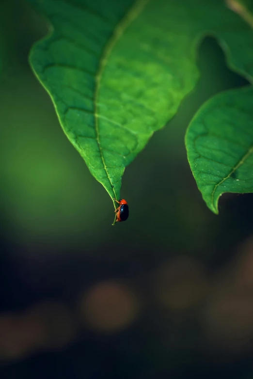 a ladybug is hanging upside down from a leaf