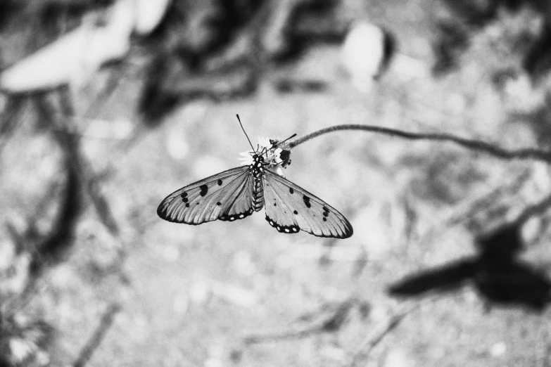 a white erfly with black spots on its wings