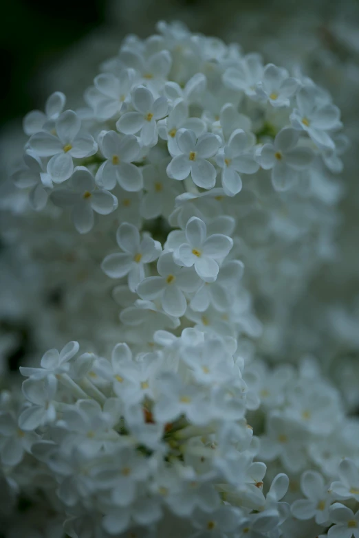 this plant is flowering very nicely