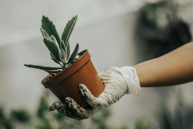 someone is holding up a potted plant in the palm of their hand