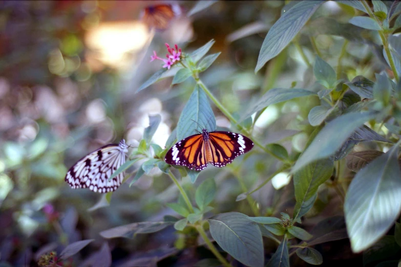 two erflies that are sitting on some flowers