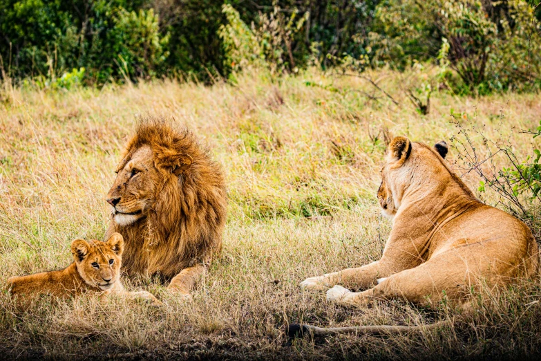 three lions in the brush during the day